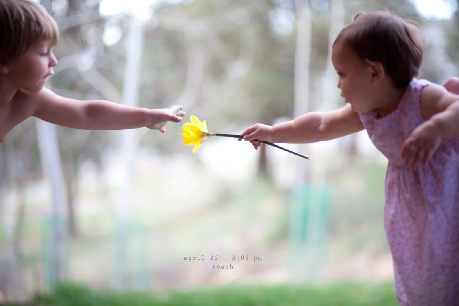A toddler hands a yellow flower pinwheel to a little girl outdoors, captioned reach.