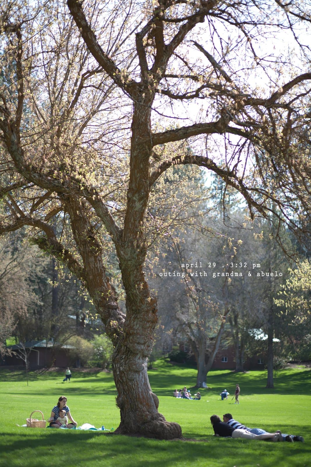 People relax on a park lawn under a large blossoming tree, captioned outing with grandma and abuelo.