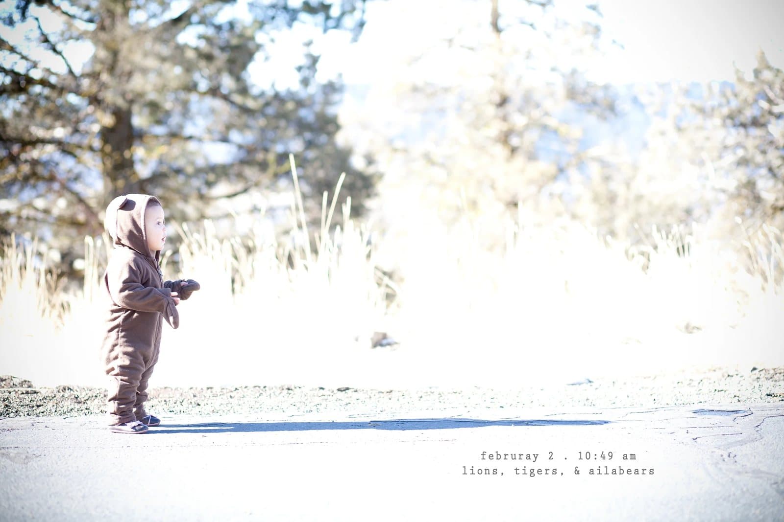 A toddler in a bear suit stands in a bright snowy clearing, captioned lions, tigers, and silabears.