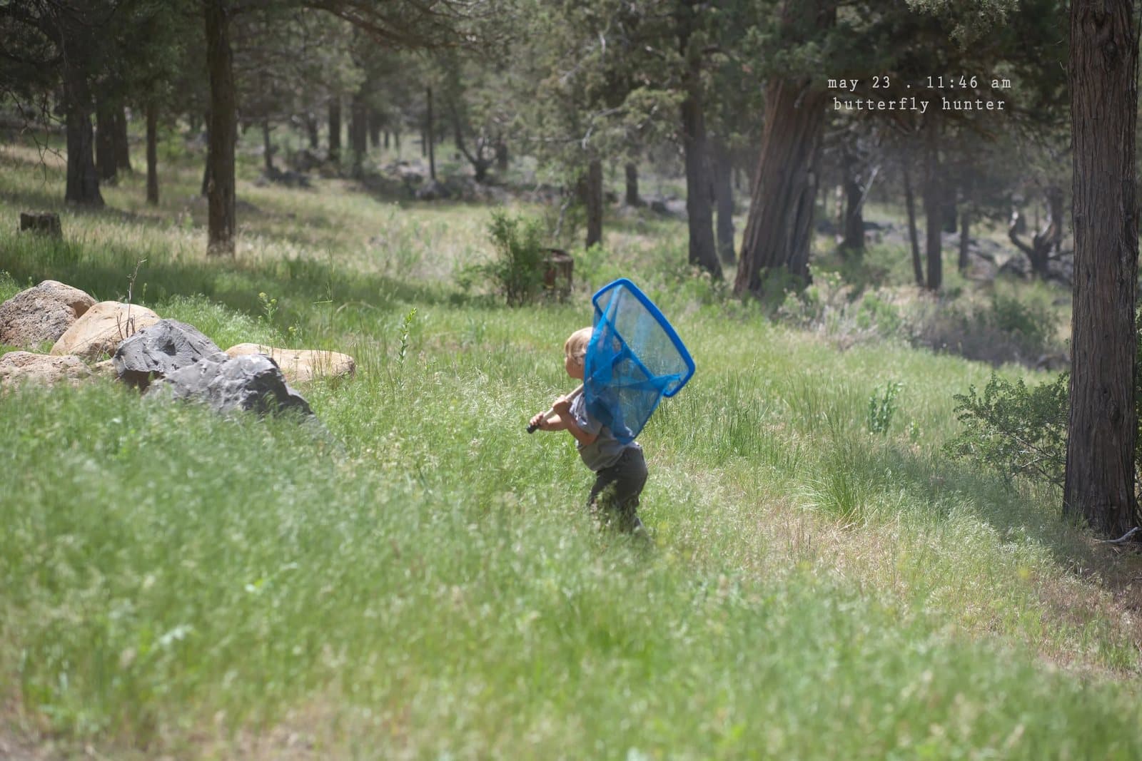 A small child with a blue net runs through a grassy pine forest, captioned butterfly hunter.