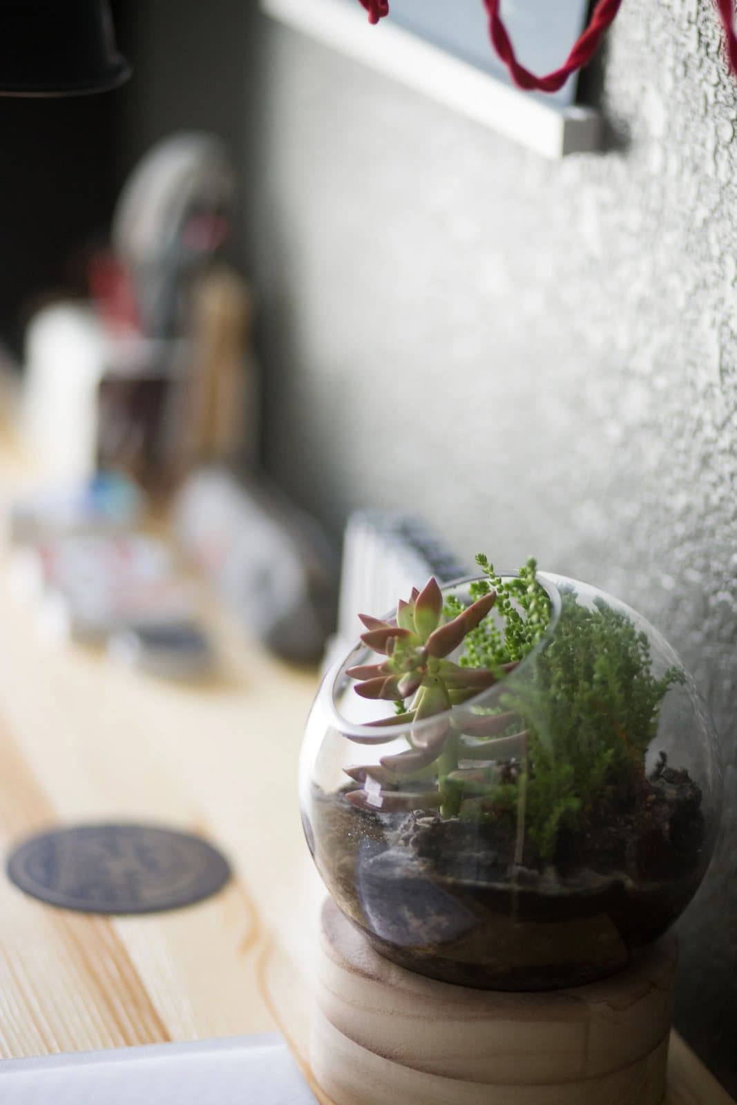 A succulent terrarium sits on Kyle's desk in soft light, a detail of his studio.