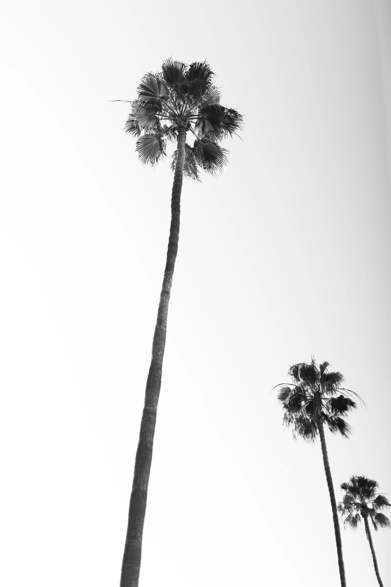 Black and white photo of tall palm trees reaching into a pale sky.