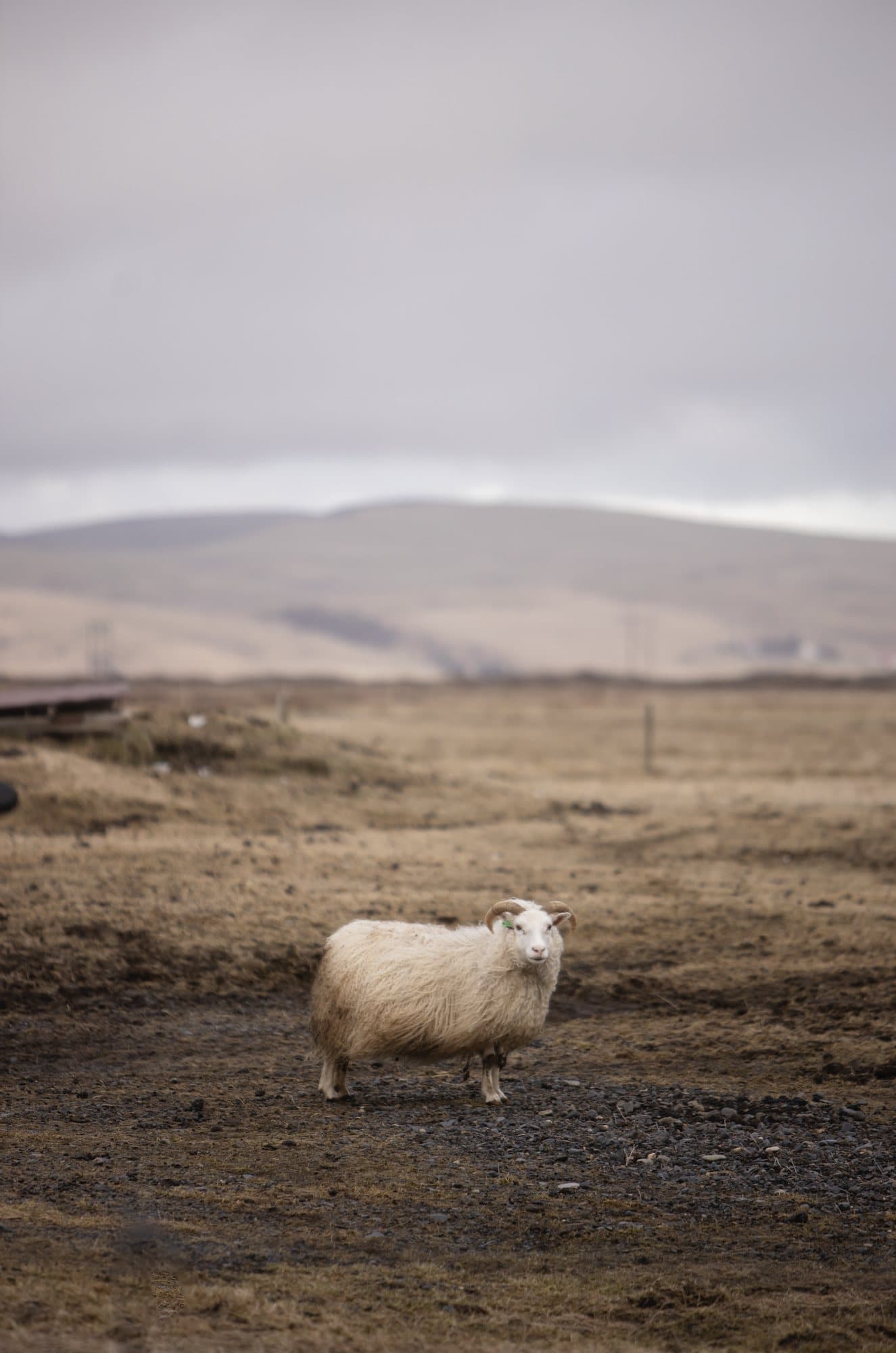 A woolly Icelandic sheep standing alone on a brown field.