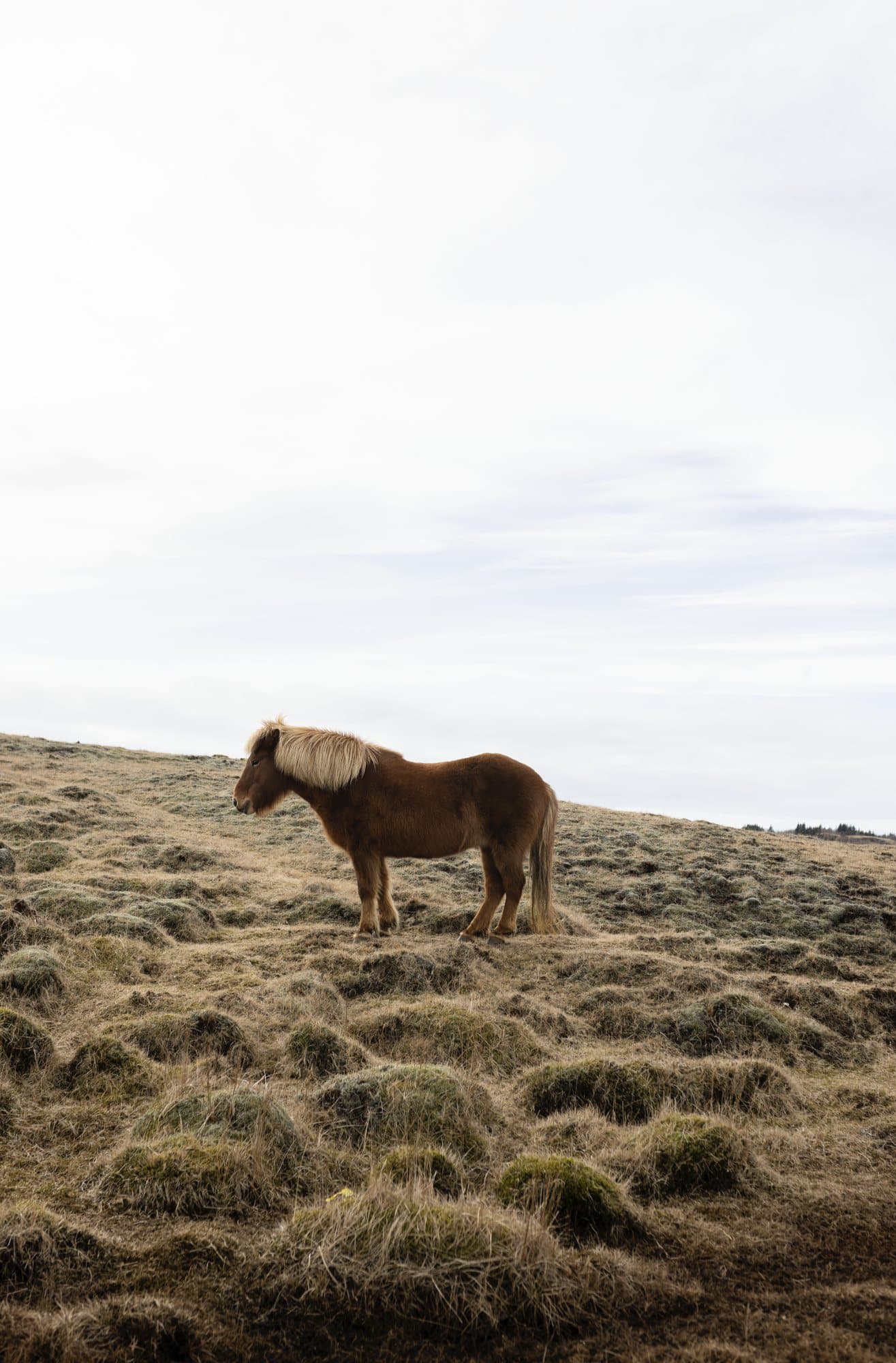 An Icelandic horse with a blond mane on a mossy hillside.