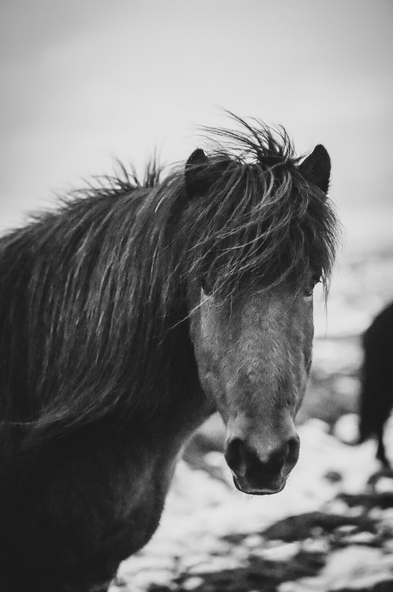 Black and white photo handout of a shaggy Icelandic horse facing the camera in the snow.