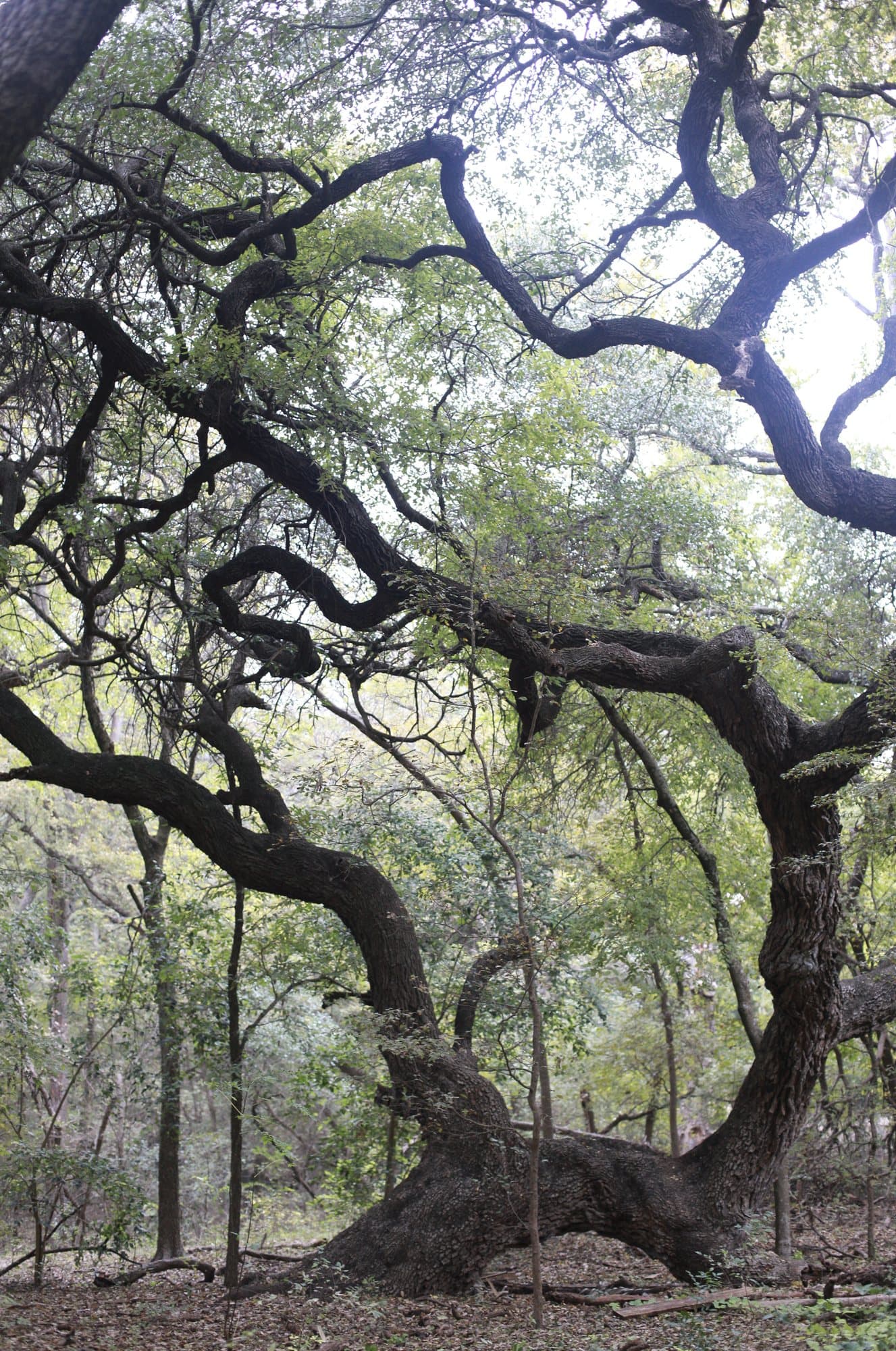 Photo handout of a twisting live oak spreading its dark branches through a forest.