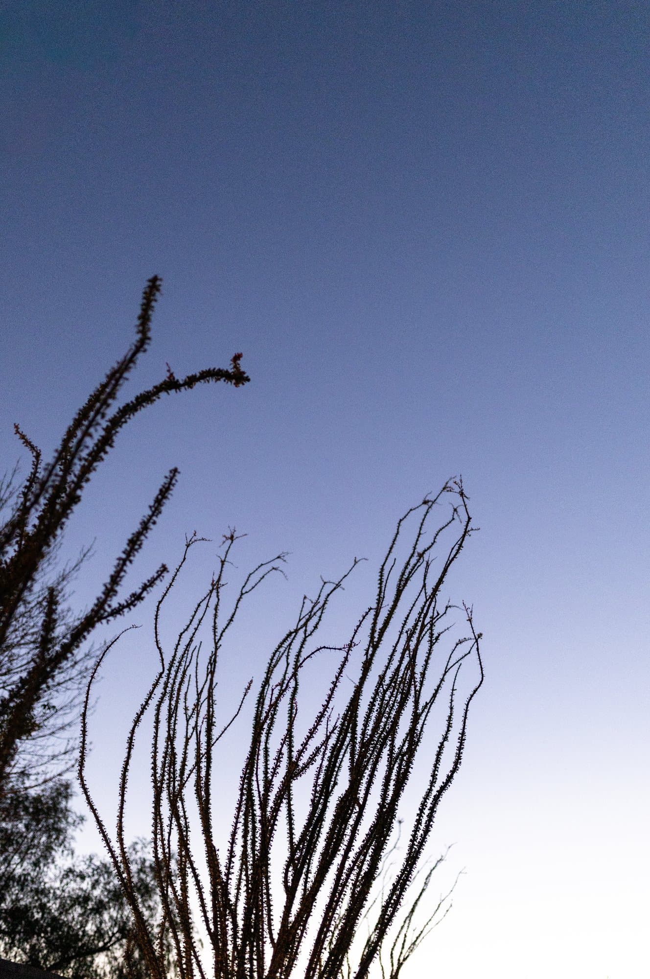 Spiny ocotillo branches silhouetted against a deep blue dusk sky.