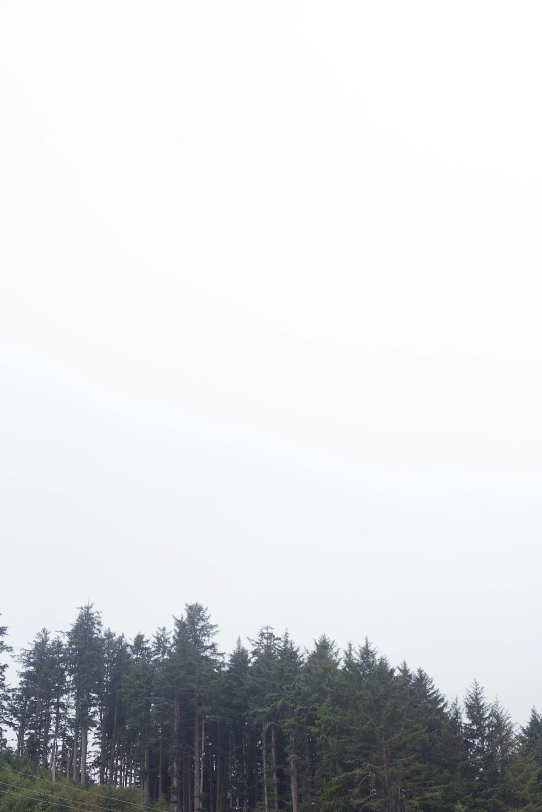 A tall stand of evergreen trees beneath a bright, washed-out white sky on the Oregon trip.