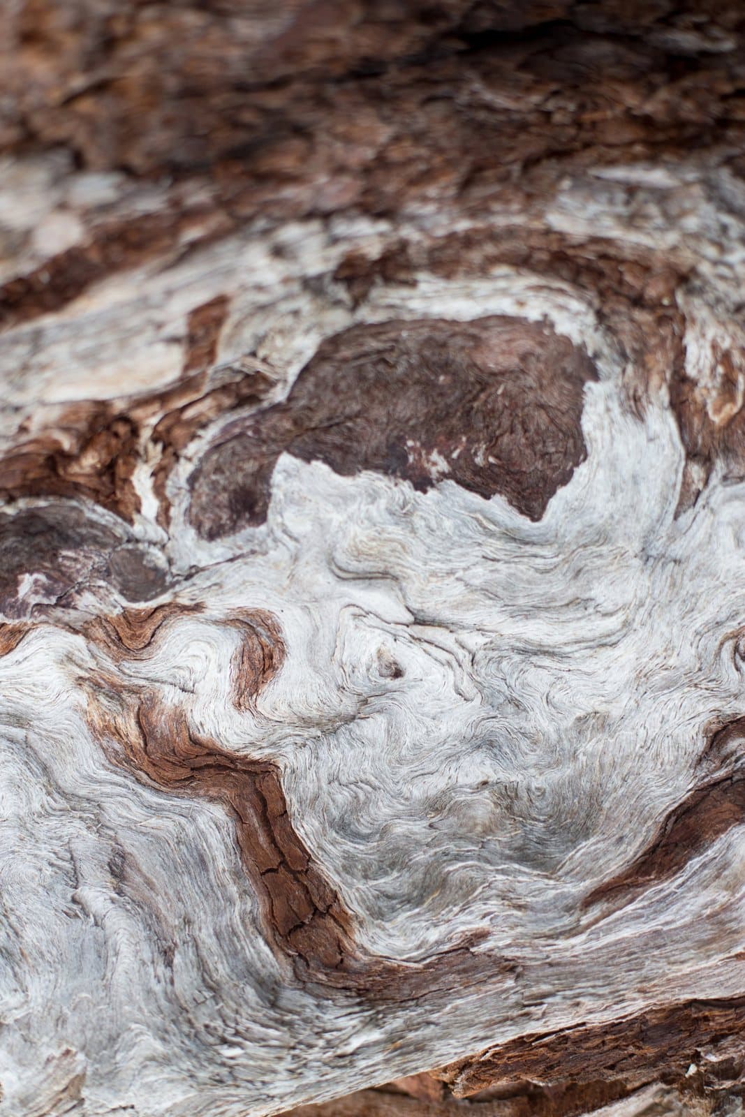 Swirling grain of weathered driftwood in white, gray, and rust tones.